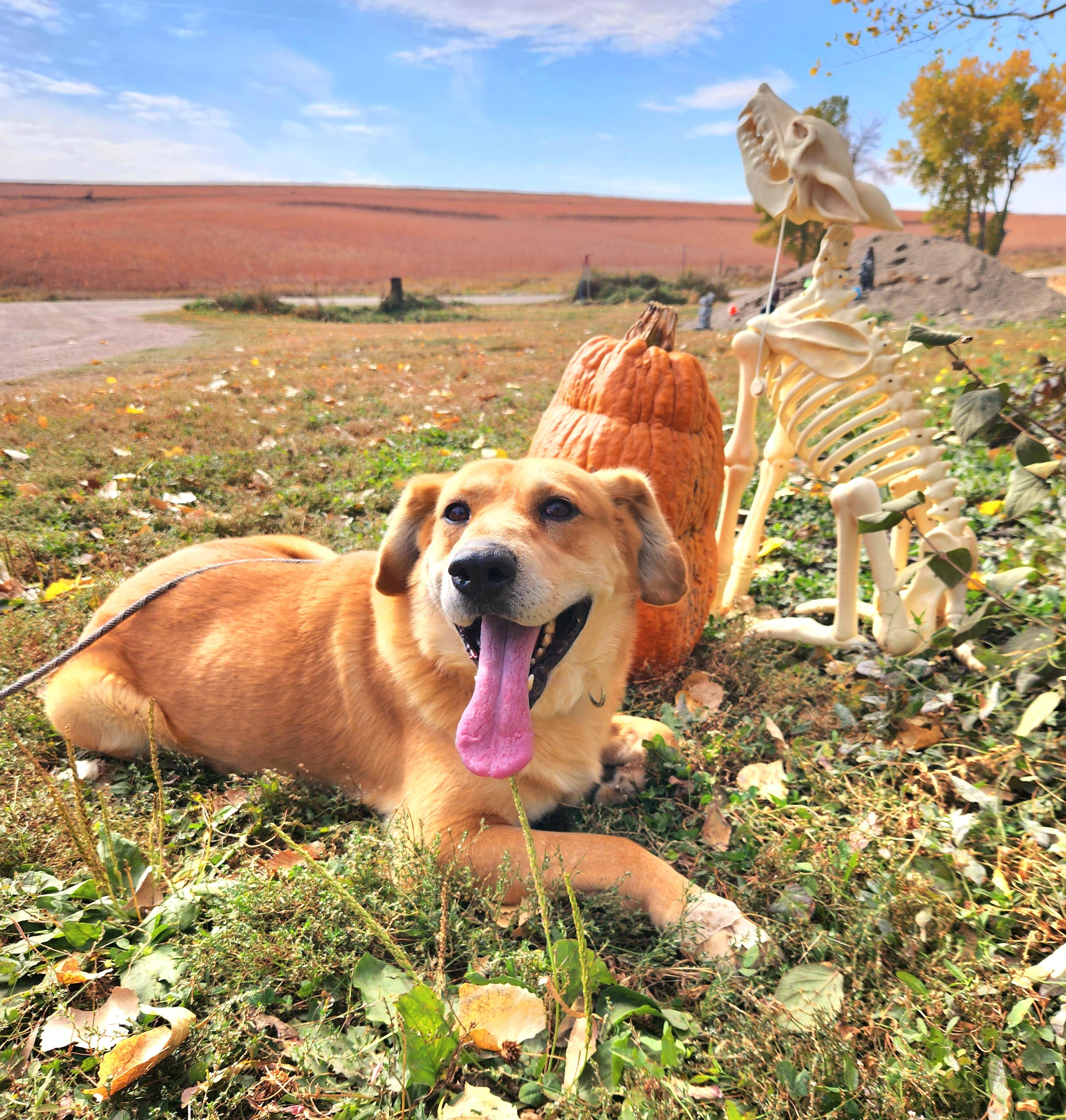 Enlarge Morgan, a Adoptable mixed breed in Walthill, NE image 5/5