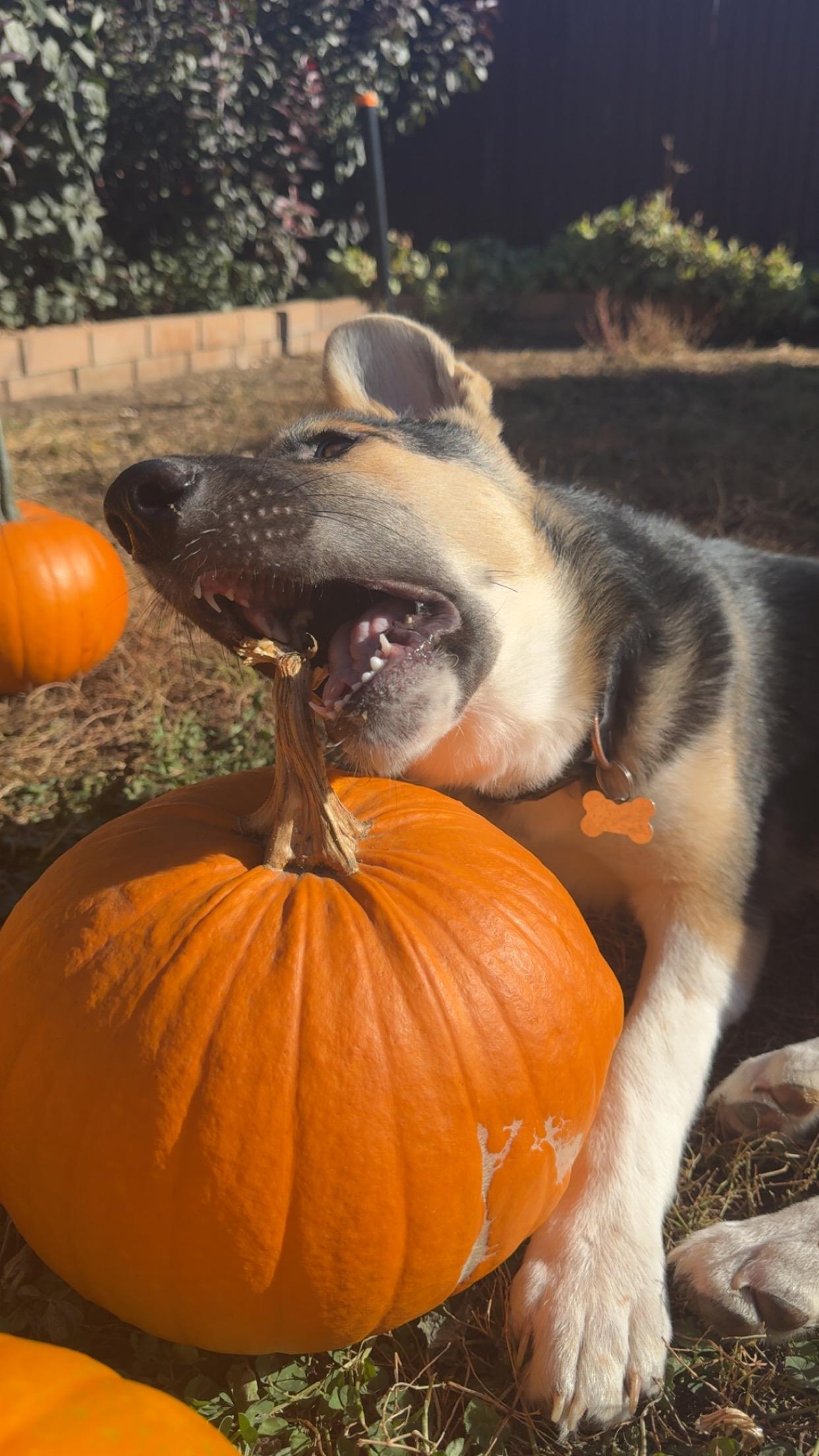Toby, an adoptable Mixed Breed in Saskatoon, SK, S7H 0W2 | Photo Image 4