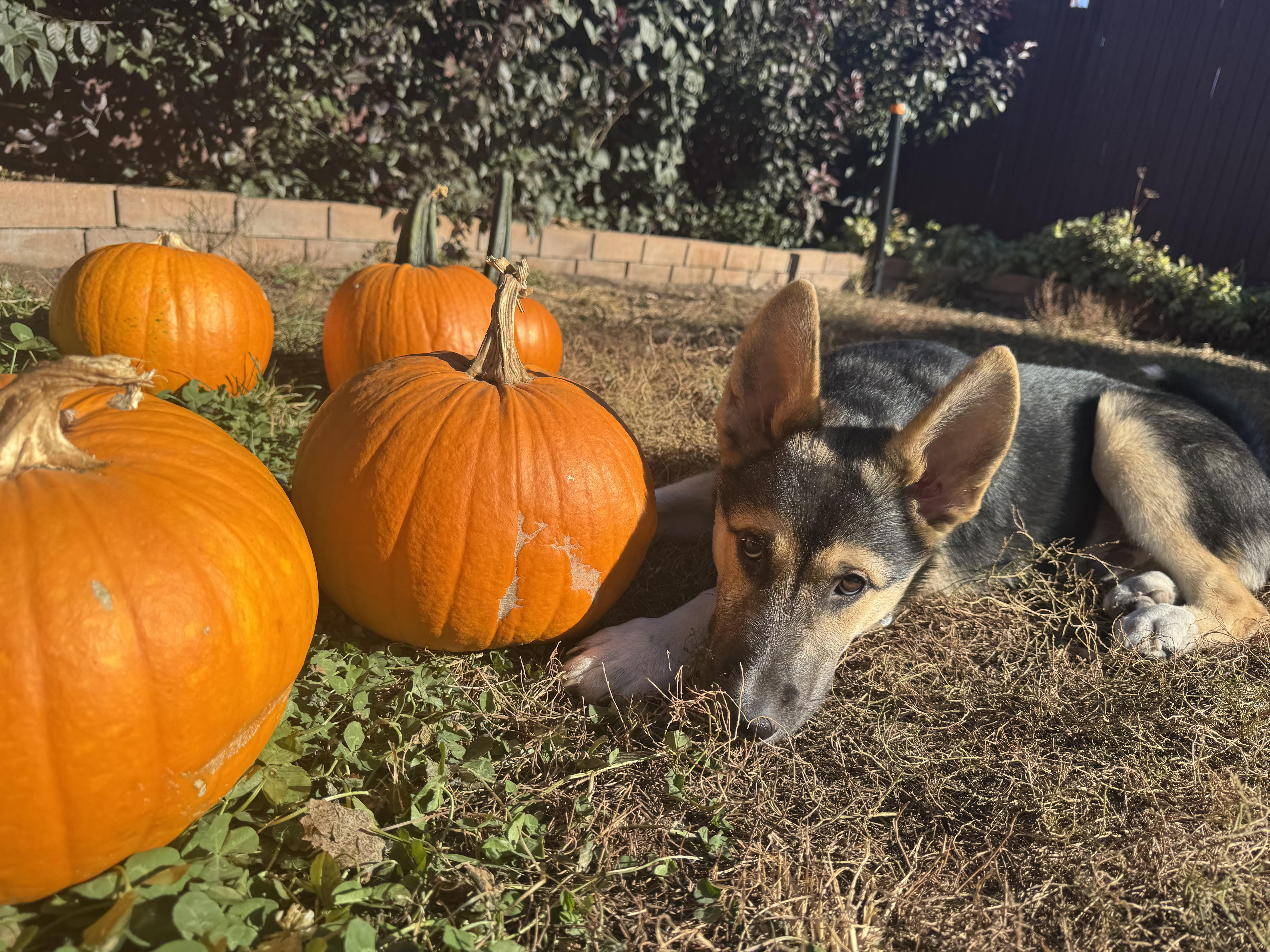 Toby, an adoptable Mixed Breed in Saskatoon, SK, S7H 0W2 | Photo Image 6