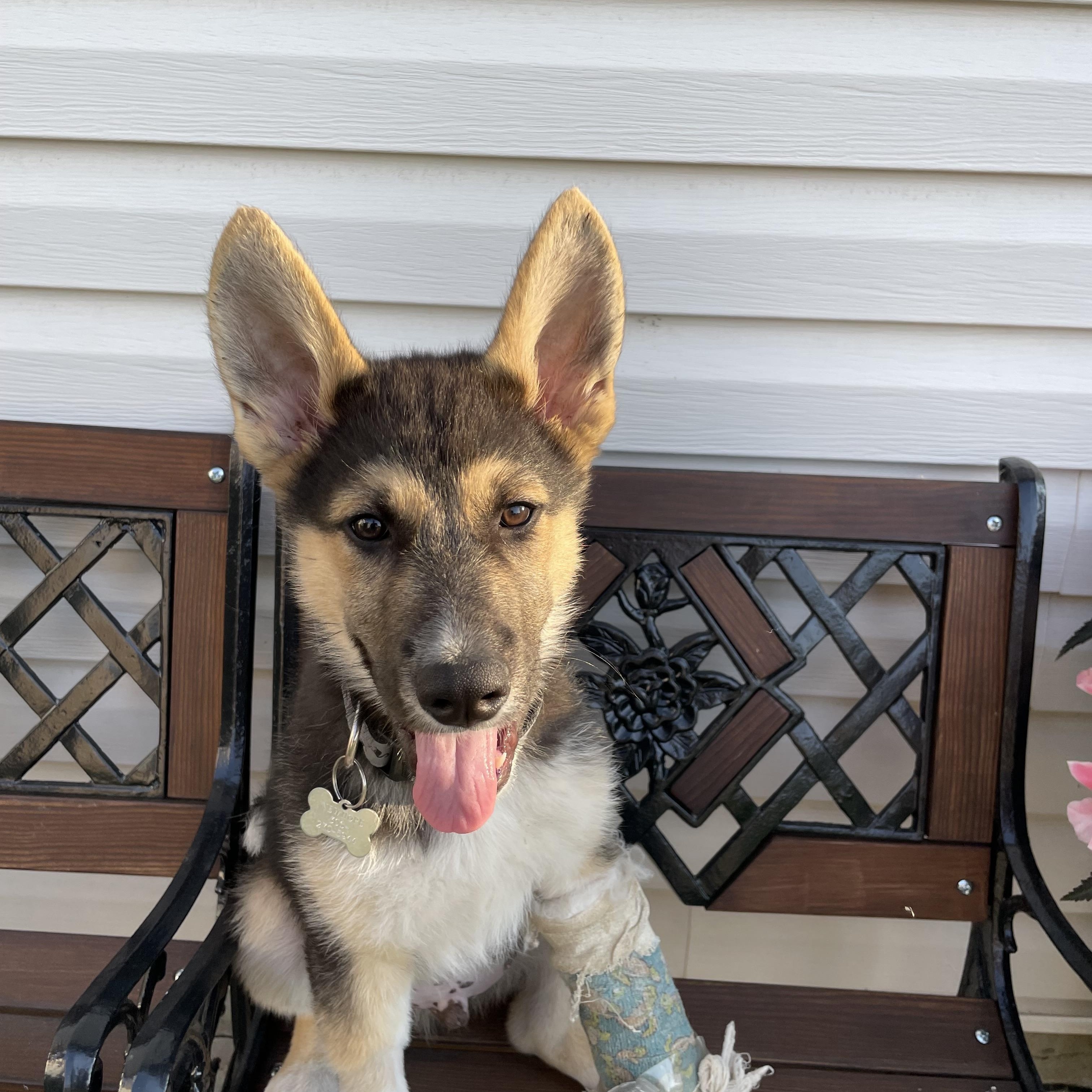 Toby, an adoptable Mixed Breed in Saskatoon, SK, S7H 0W2 | Photo Image 2