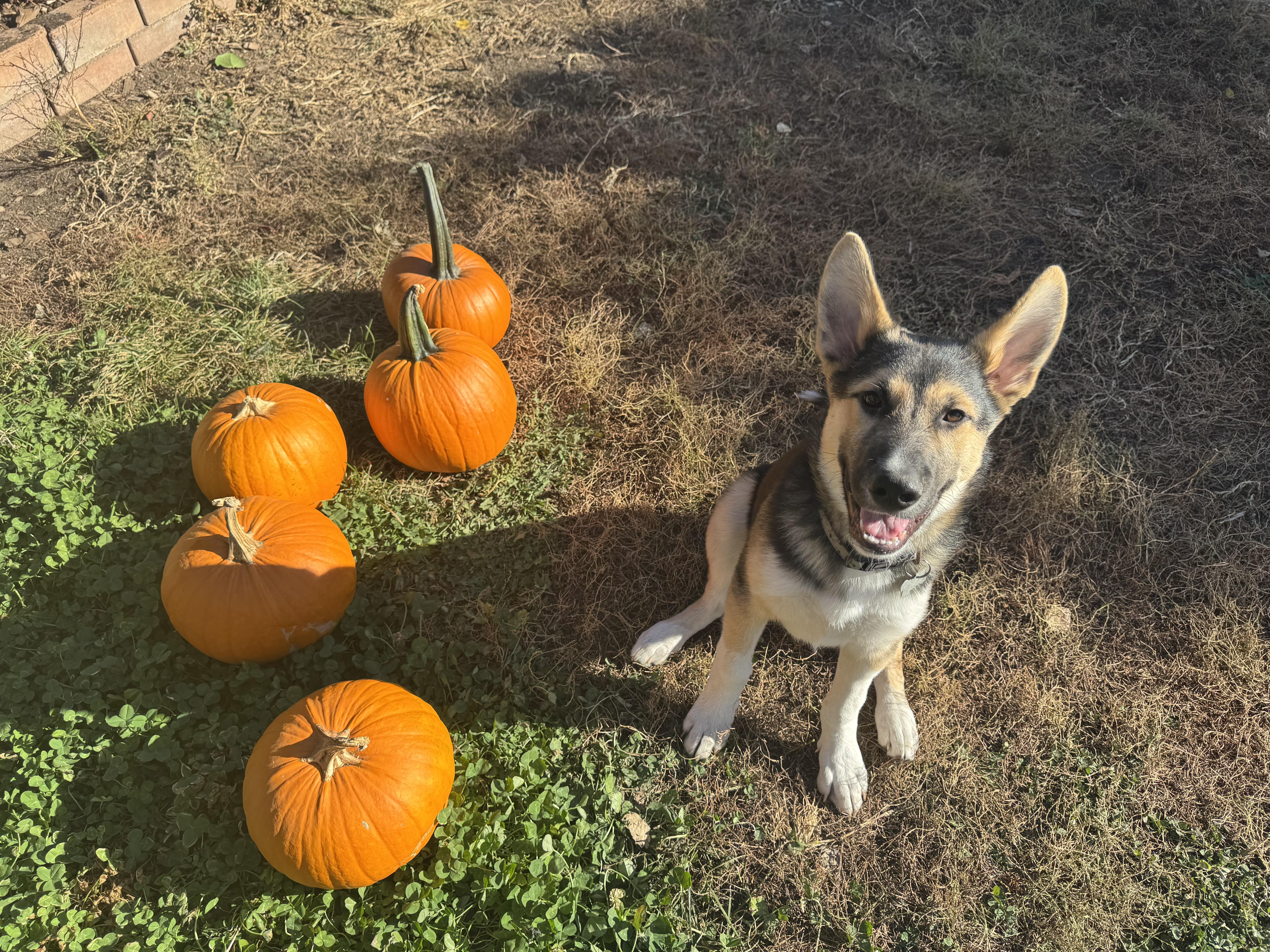 Toby, an adoptable Mixed Breed in Saskatoon, SK, S7H 0W2 | Photo Image 1