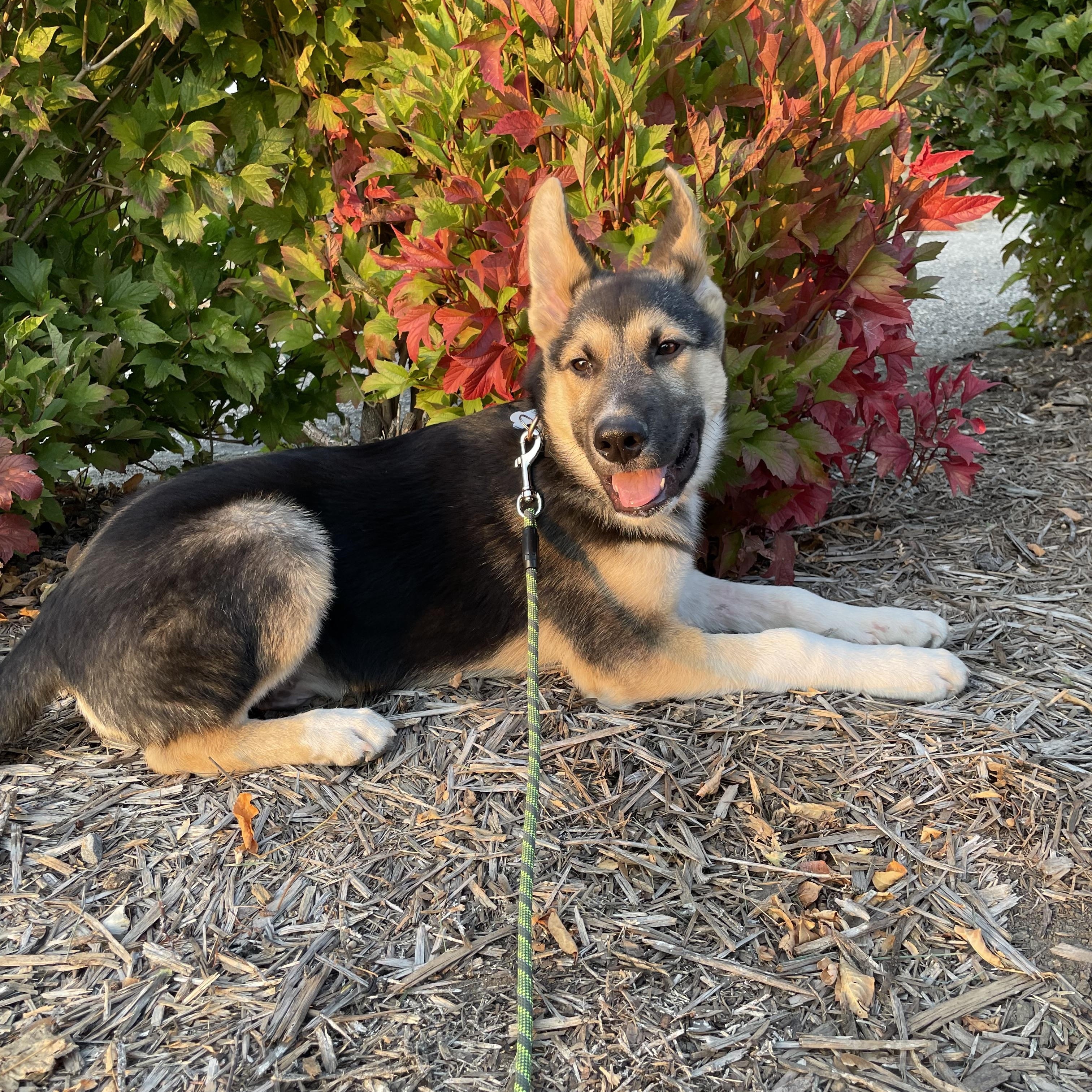 Toby, an adoptable Mixed Breed in Saskatoon, SK, S7H 0W2 | Photo Image 5