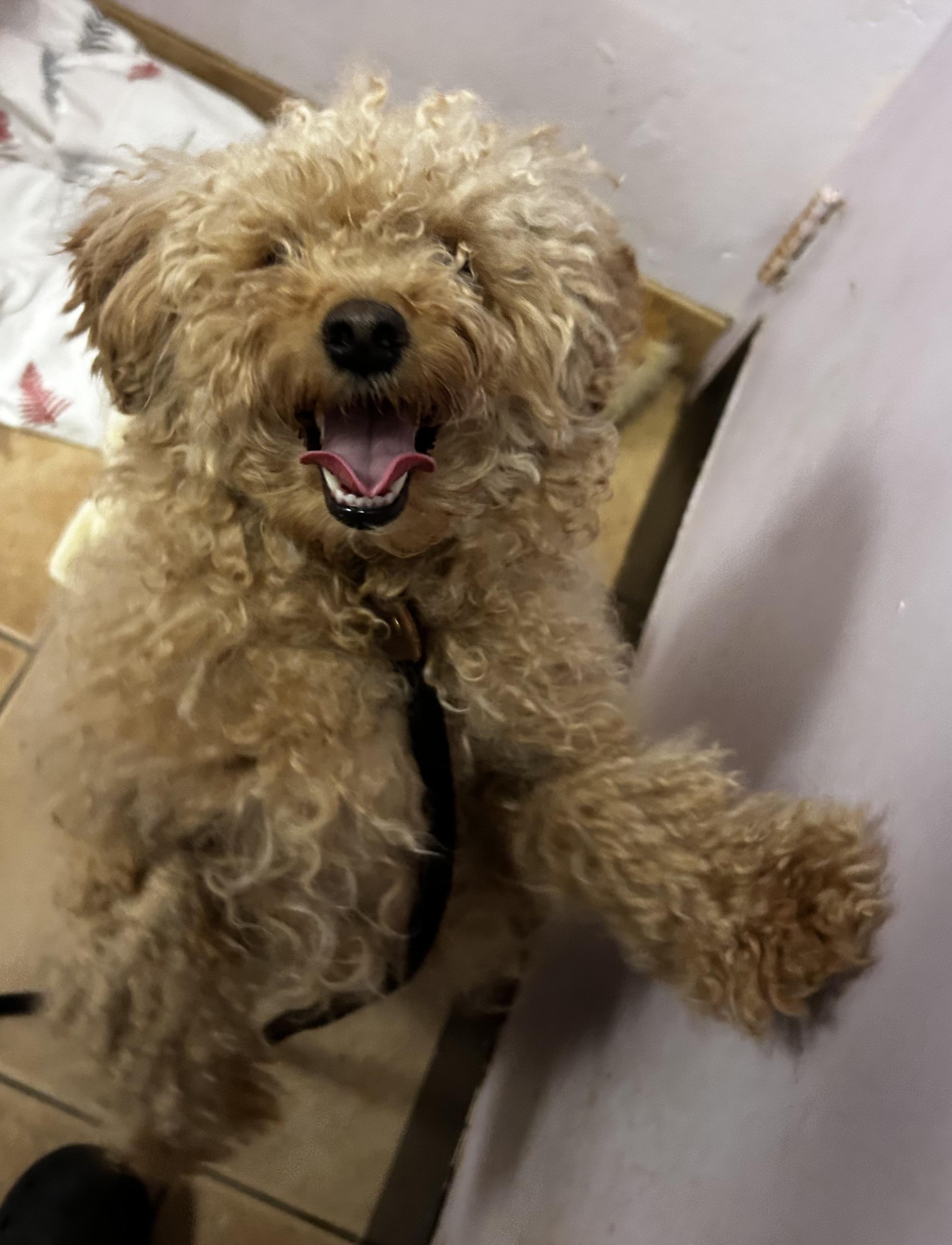 Enlarge Damien , an adopted mixed breed in Oak Ridge, NJ image 3/4