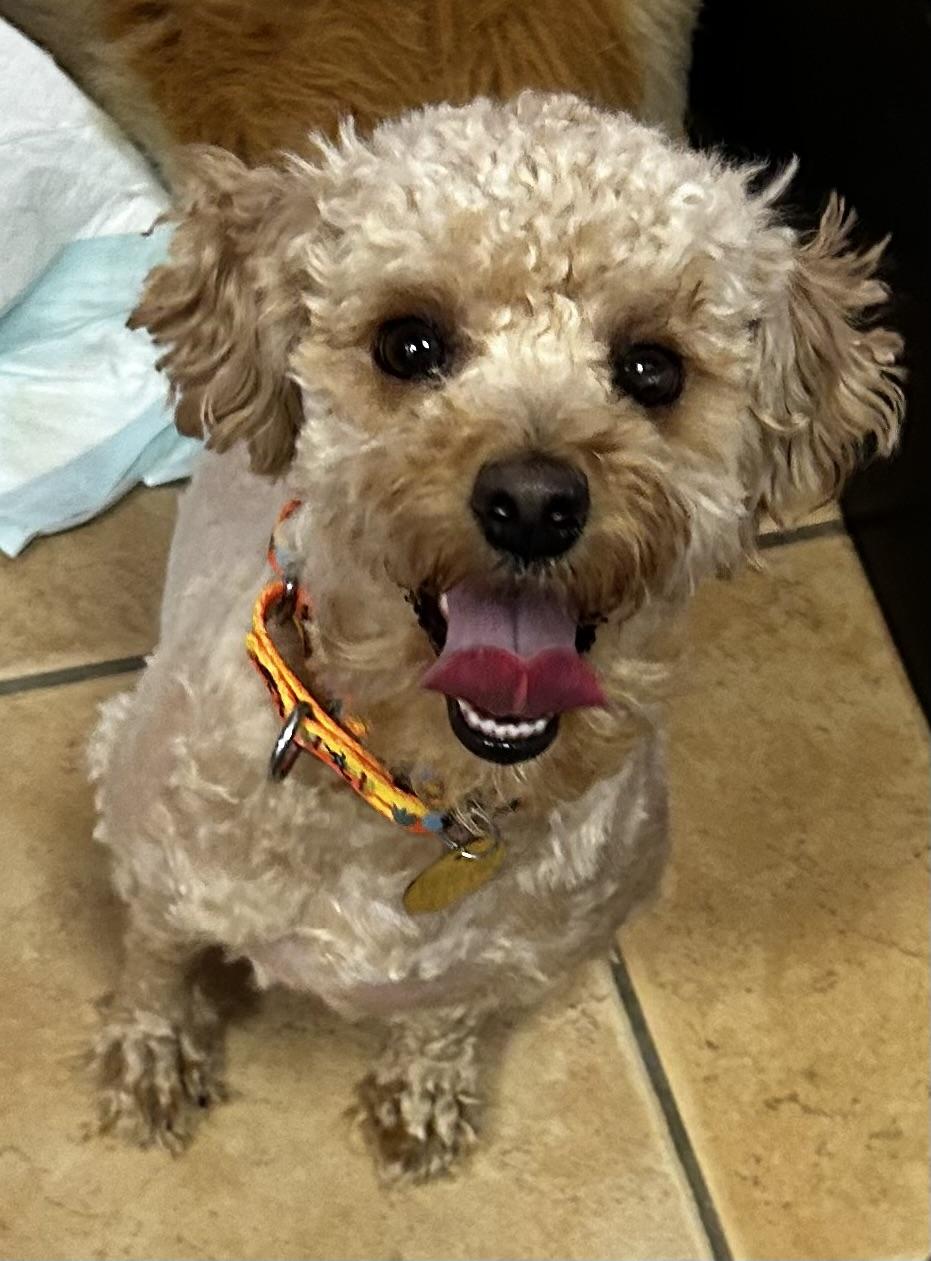 Damien , adopted, Young Male Miniature Poodle & Maltipoo.