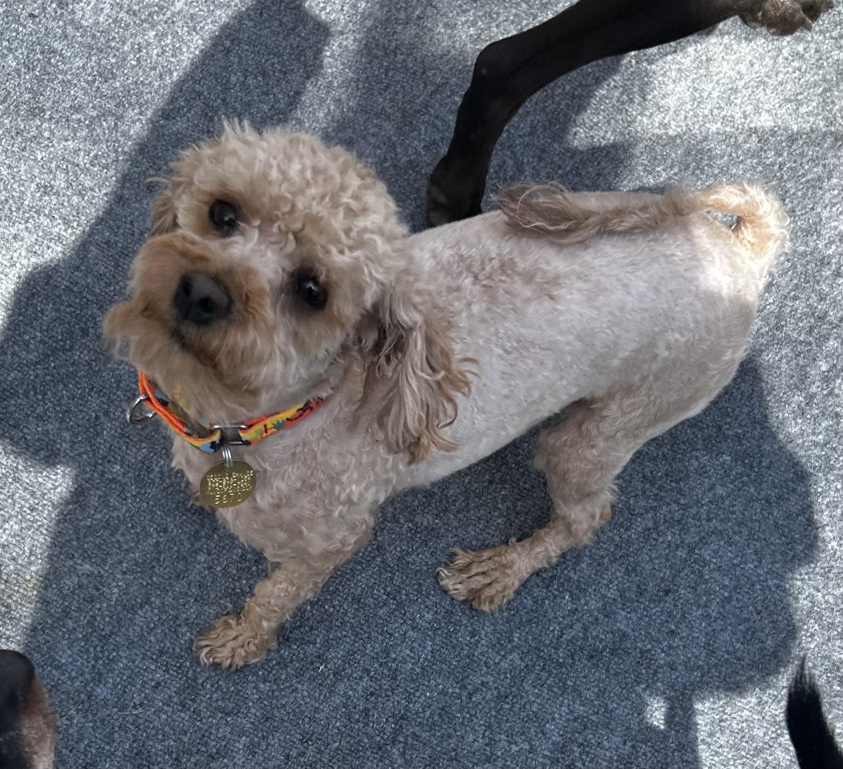 Enlarge Damien , an adopted mixed breed in Oak Ridge, NJ image 4/4