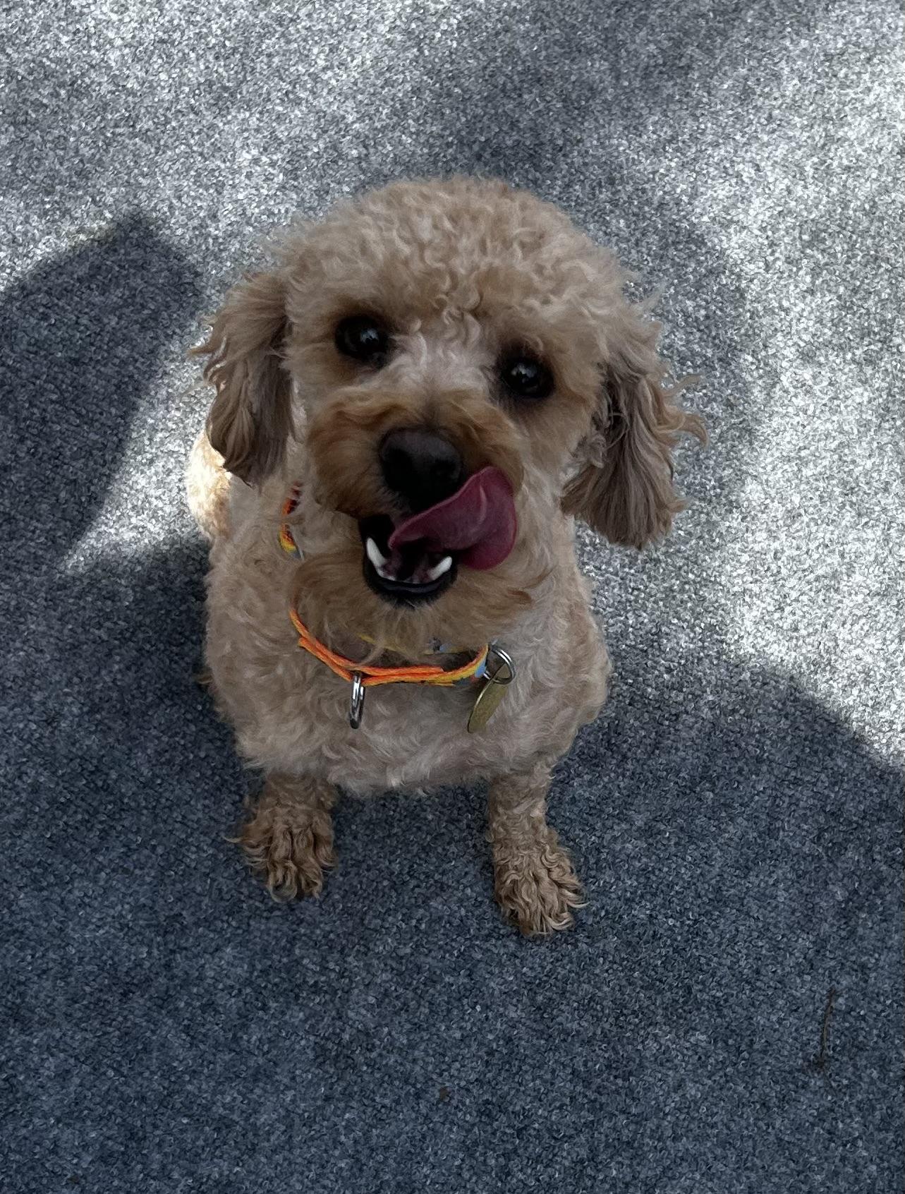 Enlarge Damien , an adopted mixed breed in Oak Ridge, NJ image 2/4