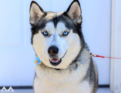 Mila, Adoptable, Adult Female Husky & Mixed Breed.