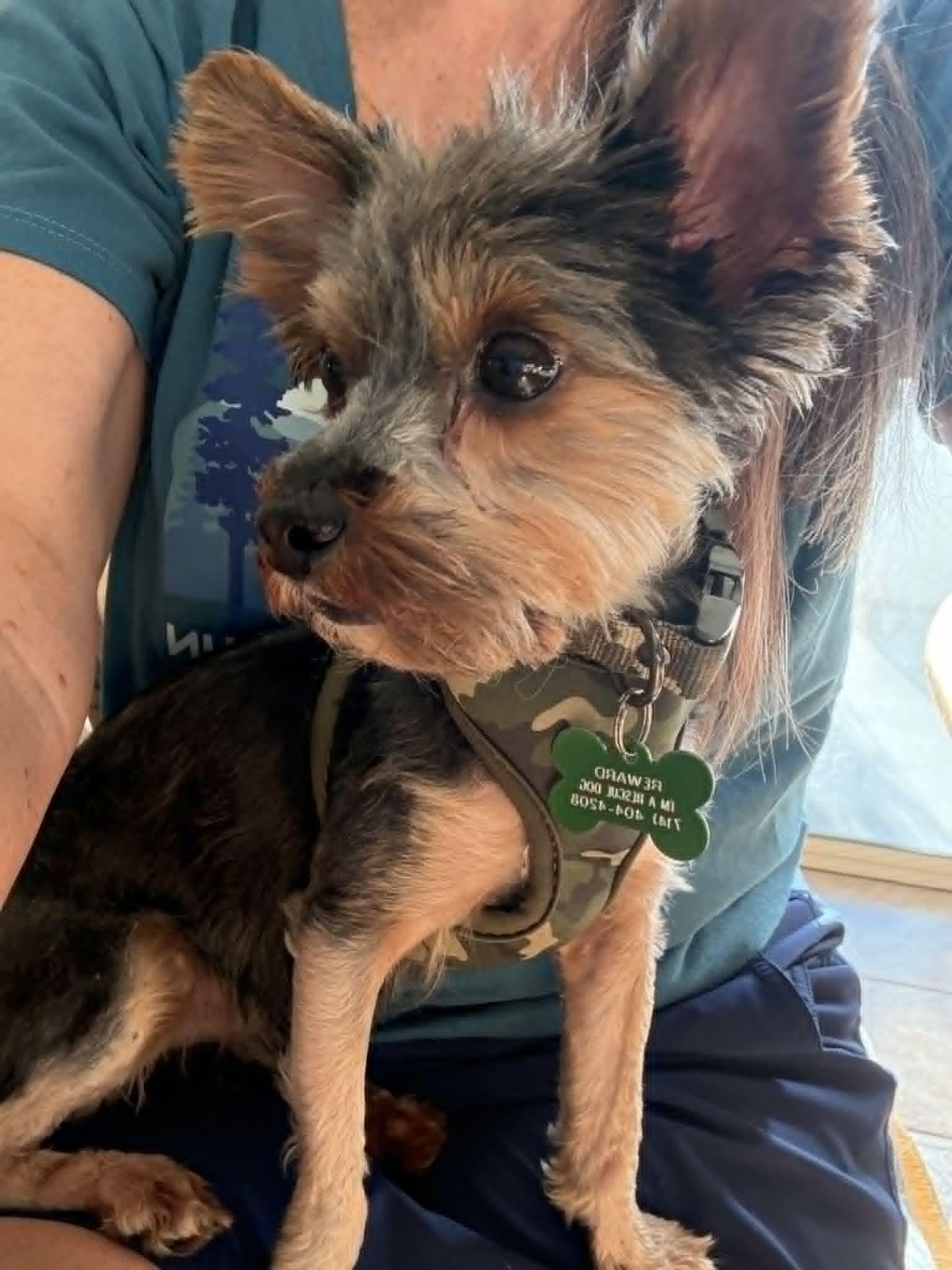 Enlarge Buddy, an adopted Yorkshire Terrier in Laguna Hills, CA image 4/5