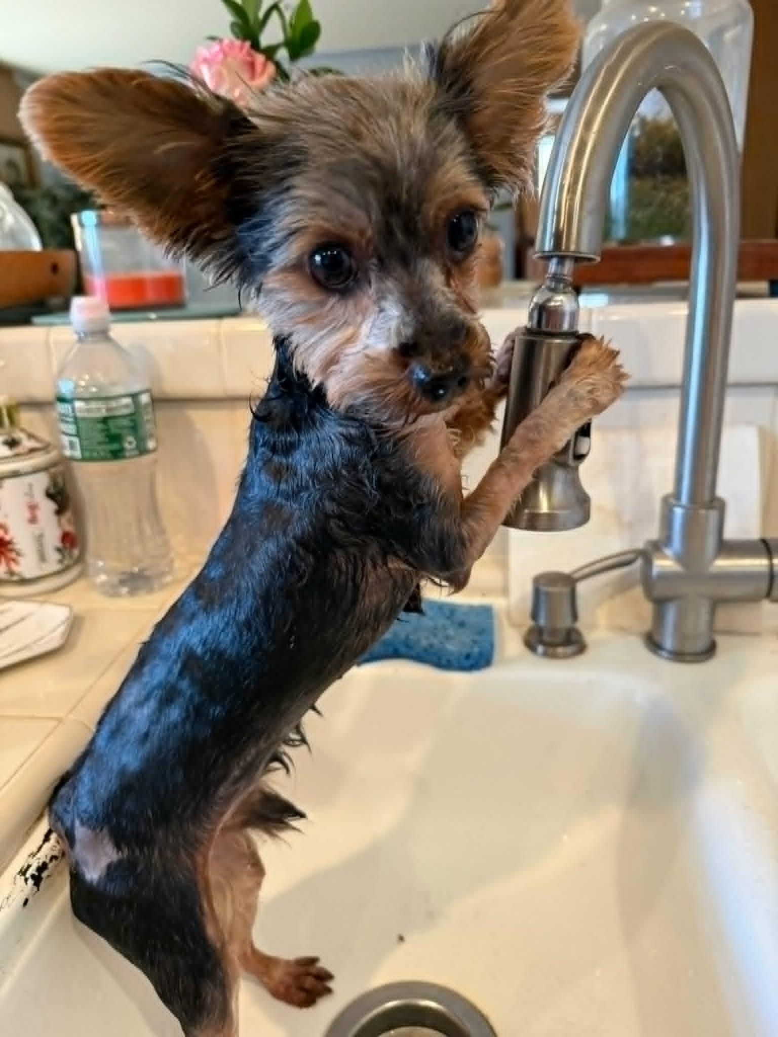 Enlarge Buddy, an adopted Yorkshire Terrier in Laguna Hills, CA image 2/5