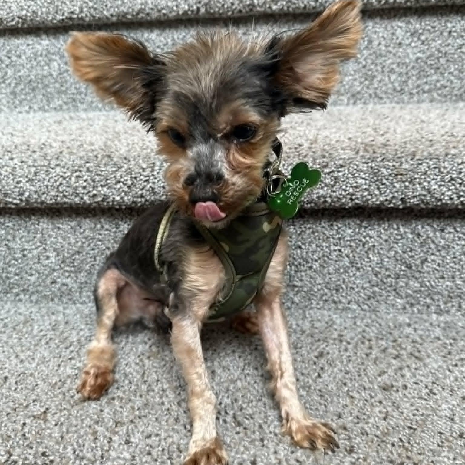 Enlarge Buddy, an adopted Yorkshire Terrier in Laguna Hills, CA image 3/5