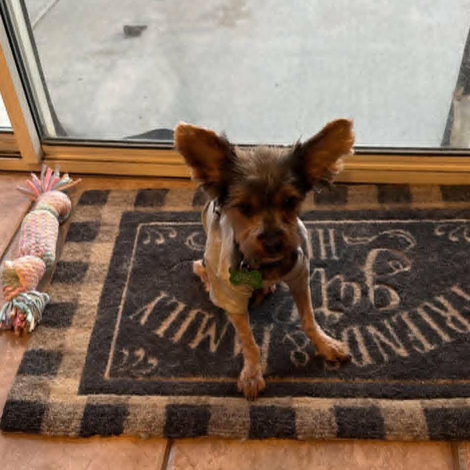 Enlarge Buddy, an adopted Yorkshire Terrier in Laguna Hills, CA image 5/5