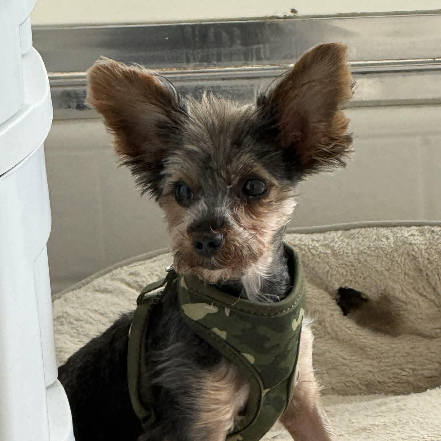Enlarge Buddy, an adopted Yorkshire Terrier in Laguna Hills, CA image 1/5
