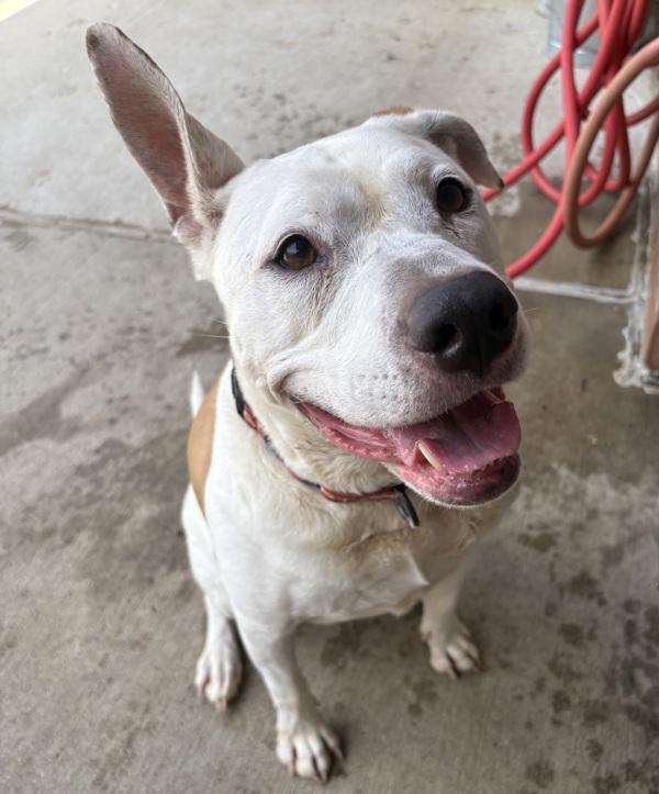 Bean, Adoptable, Adult Female Pit Bull Terrier.