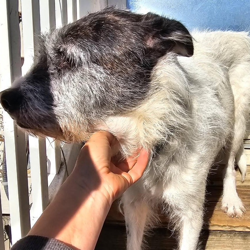 Kanobi, Adoptable, Senior Male Wirehaired Terrier & Wire Fox Terrier.