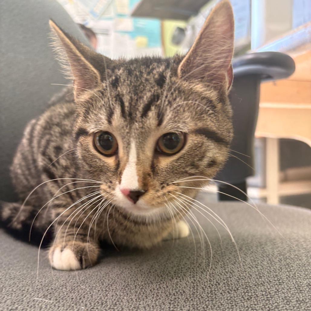 Shiloh, Adoptable, Adult Female Domestic Short Hair.