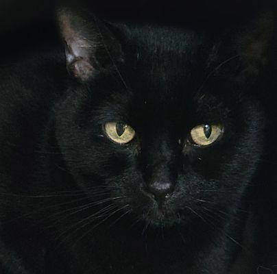 Midnight, an adoptable Domestic Short Hair in Scottsdale, AZ image 1/4