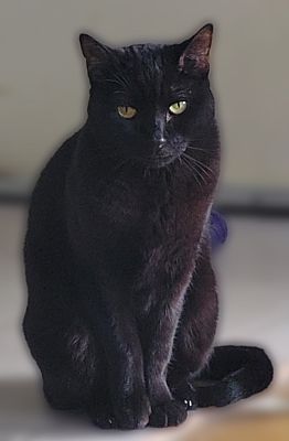 Midnight, an adoptable Domestic Short Hair in Scottsdale, AZ image 2/4