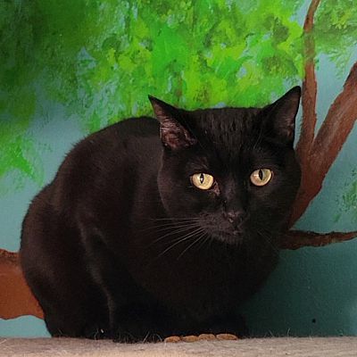 Midnight, an adoptable Domestic Short Hair in Scottsdale, AZ image 3/4