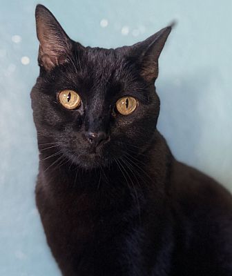 Midnight, an adoptable Domestic Short Hair in Scottsdale, AZ image 4/4
