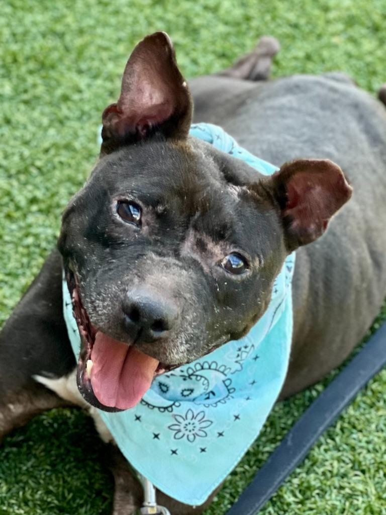 Chess, Adoptable, Adult Male American Staffordshire Terrier.