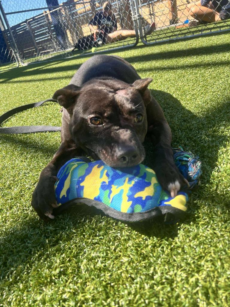 Enlarge Chess, a Adoptable mixed breed in Hartsville, SC image 2/6