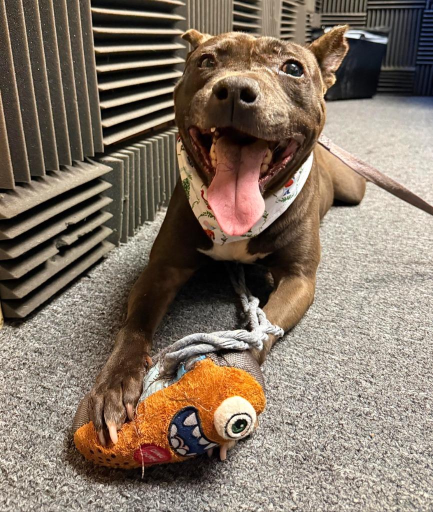 Enlarge Chess, a Adoptable mixed breed in Hartsville, SC image 3/6