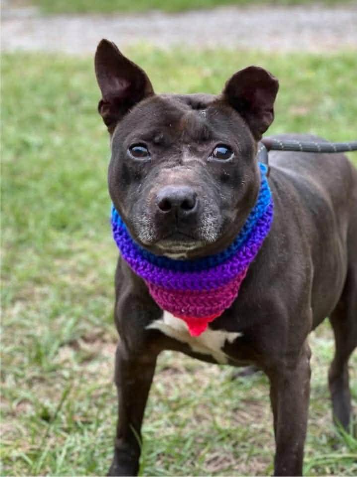 Enlarge Chess, a Adoptable mixed breed in Hartsville, SC image 4/6