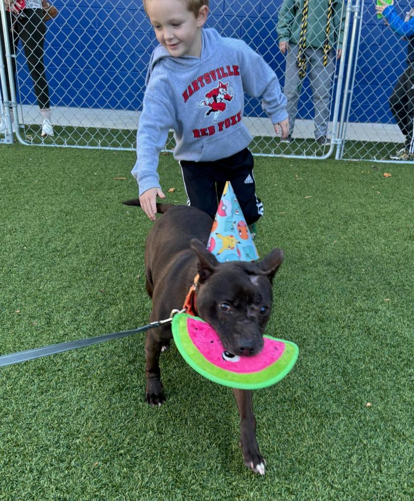 Enlarge Chess, a Adoptable mixed breed in Hartsville, SC image 5/6