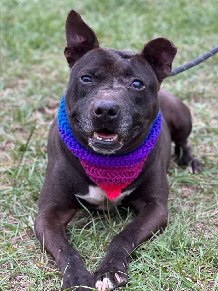 Enlarge Chess, a Adoptable mixed breed in Hartsville, SC image 6/6