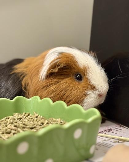 Enlarge Theodore (& Peabody), a Adoptable mixed breed in Fairfax, VA image 1/3