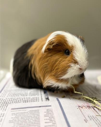 Enlarge Theodore (& Peabody), a Adoptable mixed breed in Fairfax, VA image 2/3