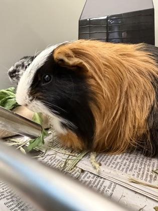 Enlarge Theodore (& Peabody), a Adoptable mixed breed in Fairfax, VA image 3/3
