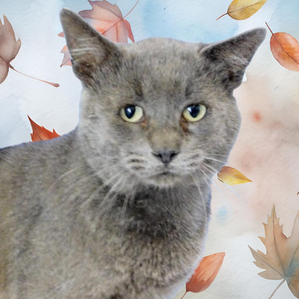 Smokey, a Adoptable Domestic Short Hair in Peoria, IL image 1/4