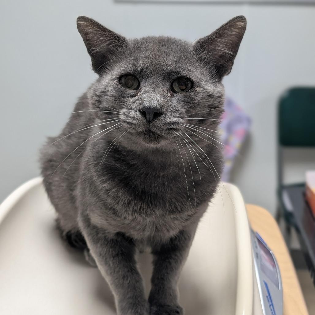 Smokey, a Adoptable Domestic Short Hair in Peoria, IL image 4/4