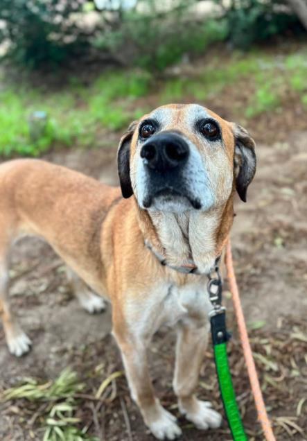 Enlarge BROWNIE, a Adoptable mixed breed in Santa Maria, CA image 1/1
