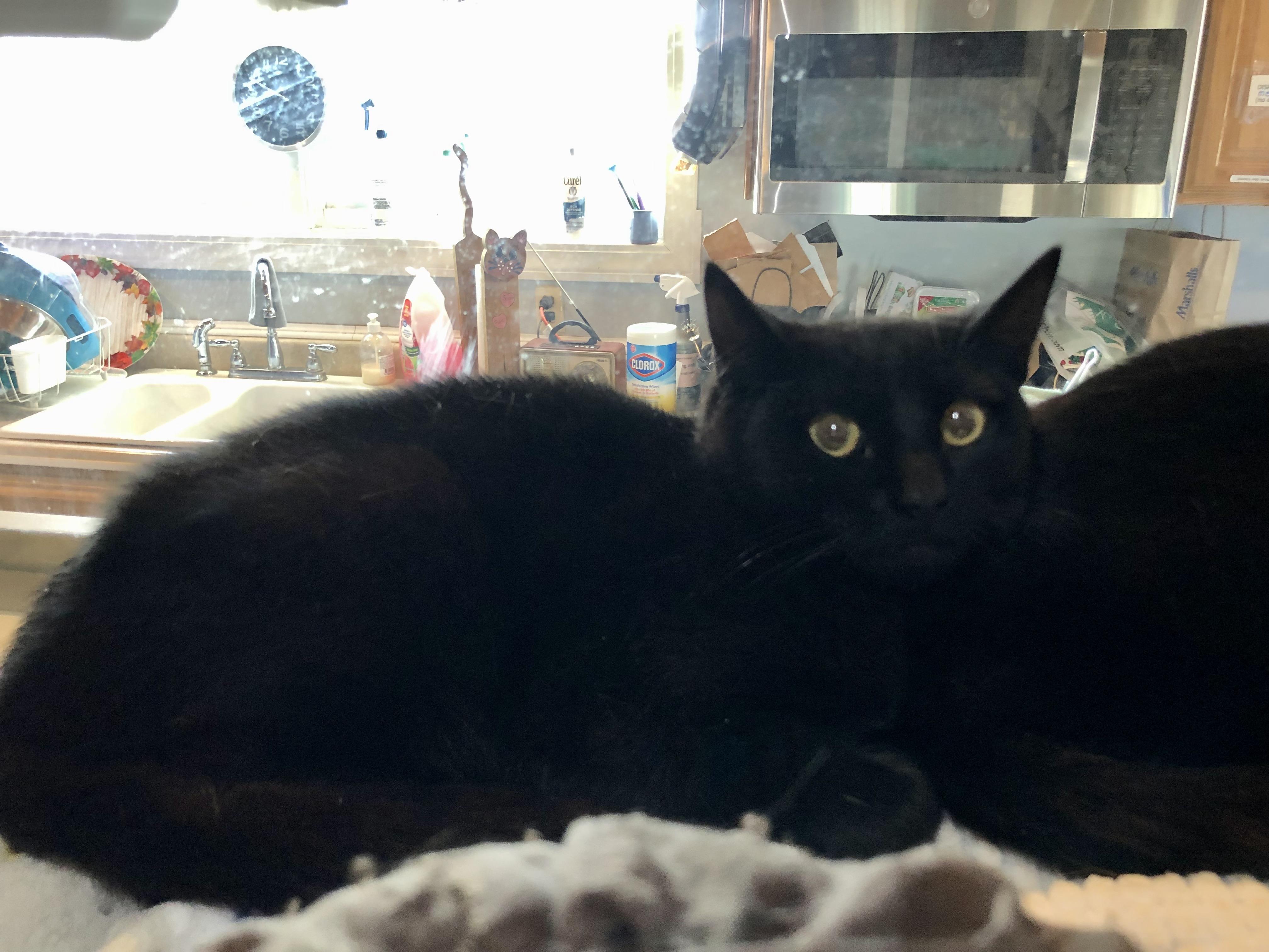 Dr. Watson, an adopted Domestic Short Hair in Salisbury, MA image 3/4