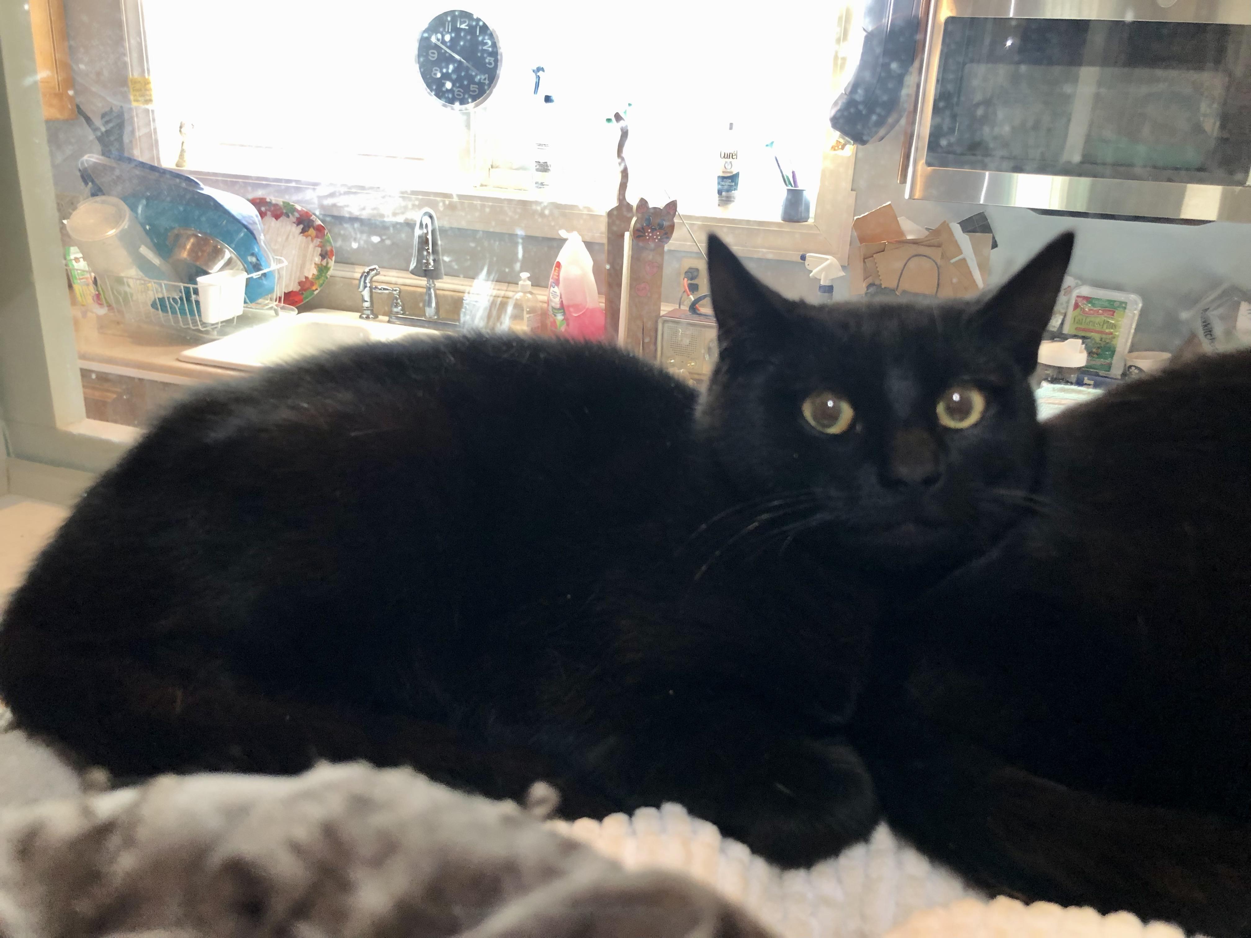 Dr. Watson, an adopted Domestic Short Hair in Salisbury, MA image 1/4