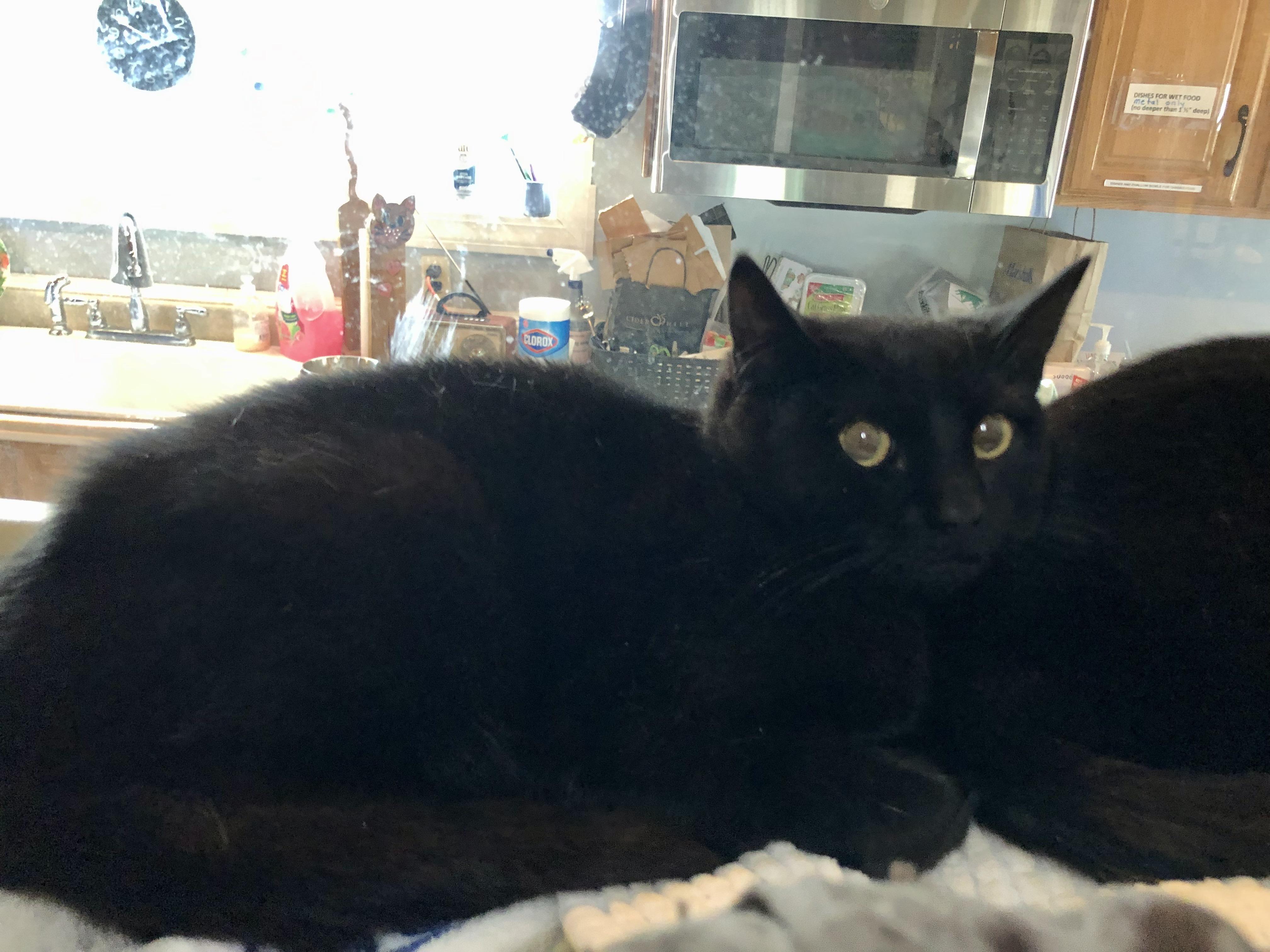 Dr. Watson, an adopted Domestic Short Hair in Salisbury, MA image 4/4