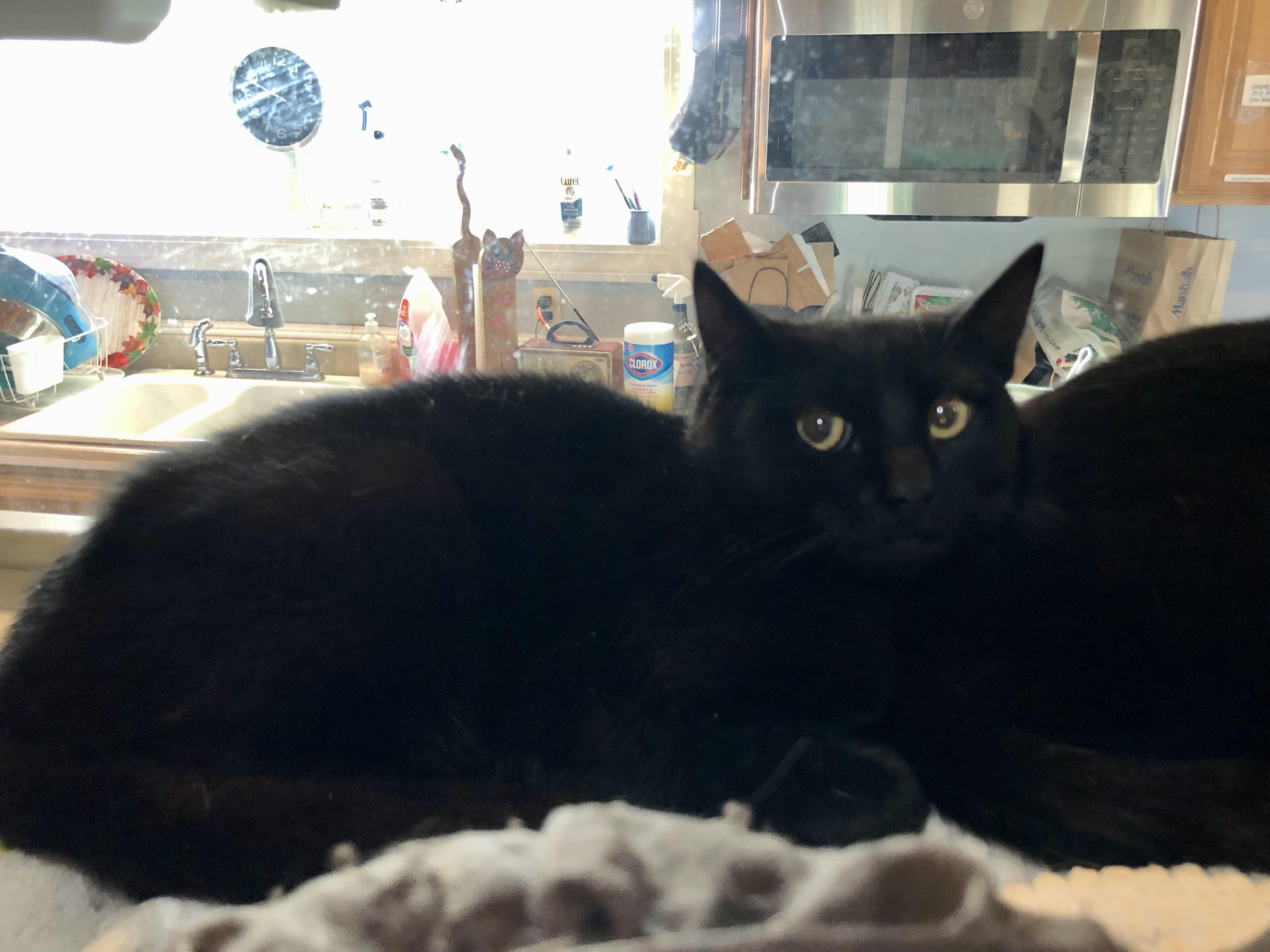 Dr. Watson, an adopted Domestic Short Hair in Salisbury, MA image 2/4