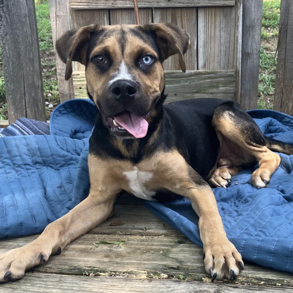 Ricky Bobby, Adoptable, Puppy Male Mixed Breed & Mixed Breed.