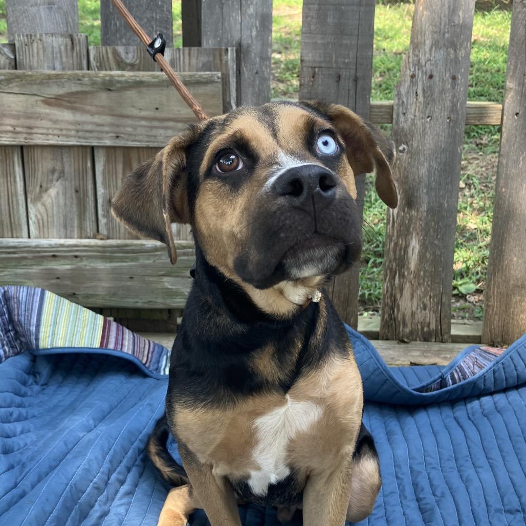 Ricky Bobby, a Adoptable mixed breed in Pulaski, TN image 3/5