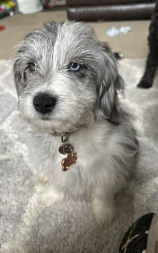 Enlarge Murphy, a Adoptable mixed breed in Washington, DC image 4/5