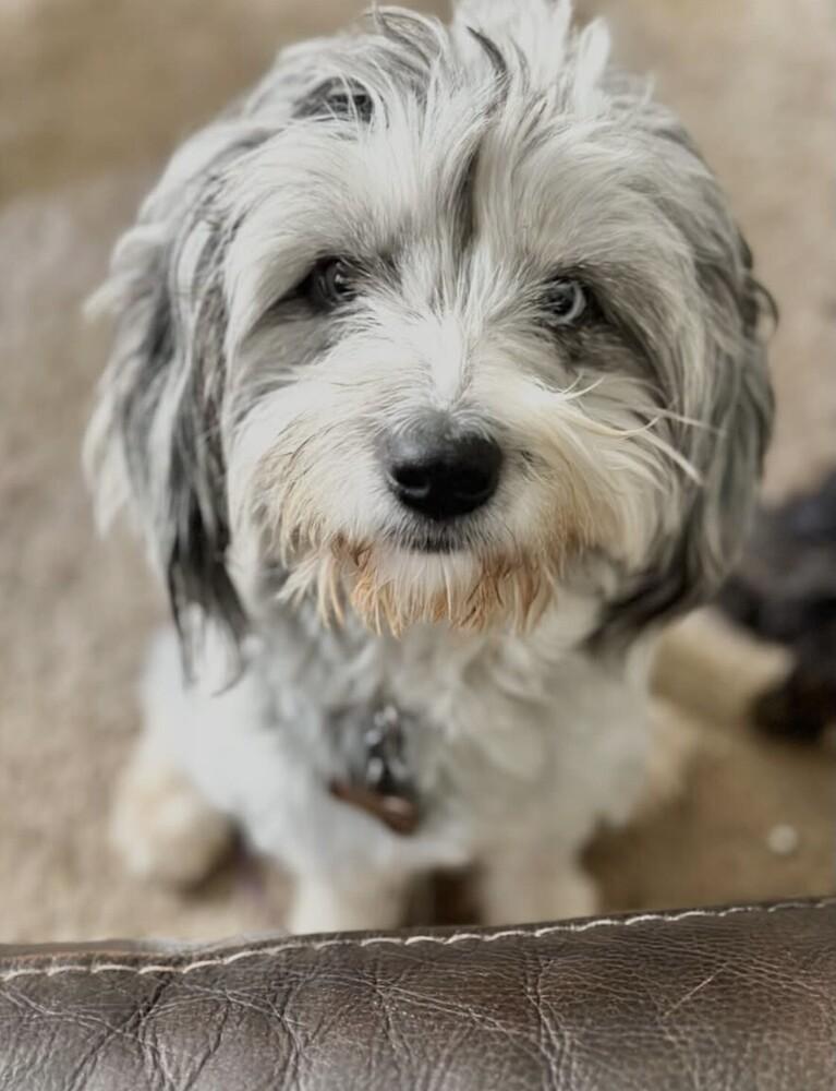 Enlarge Murphy, a Adoptable mixed breed in Washington, DC image 5/5