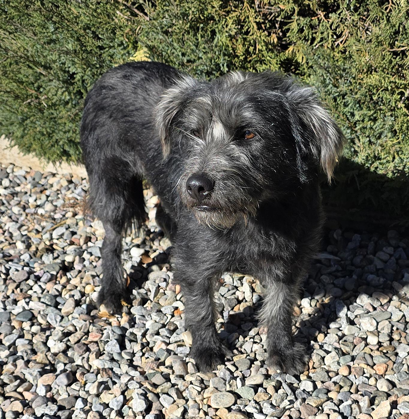 Masterful Lil Mr Miyagi ~ Sweet Schnerrier, Adoptable, Young Male Schnauzer & Terrier.