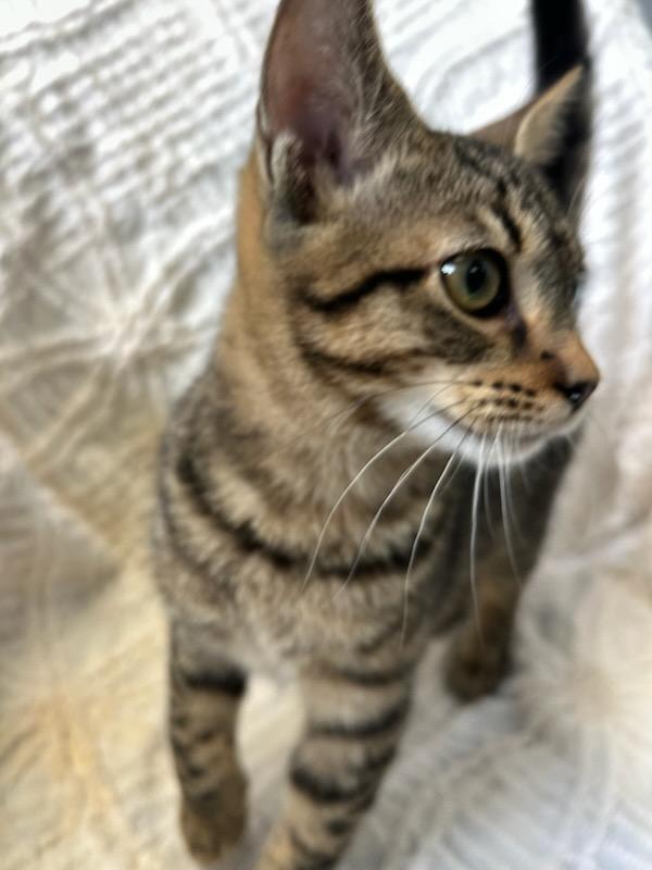 Reese, Adoptable, Young Male Domestic Short Hair.