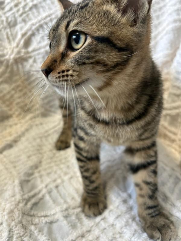 Enlarge Reese, a Adoptable mixed breed in Lagrange, IN image 1/4