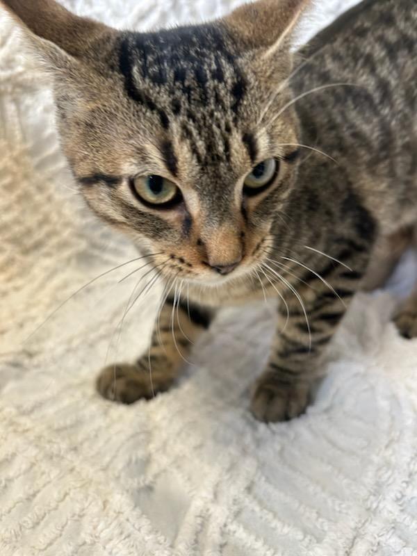 Enlarge Reese, a Adoptable mixed breed in Lagrange, IN image 4/4