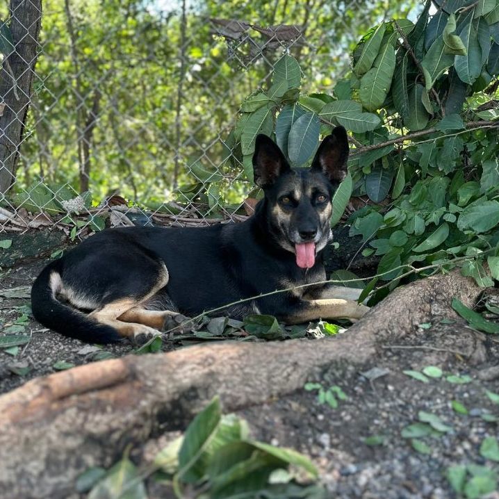 Gemma — thumbnail 4