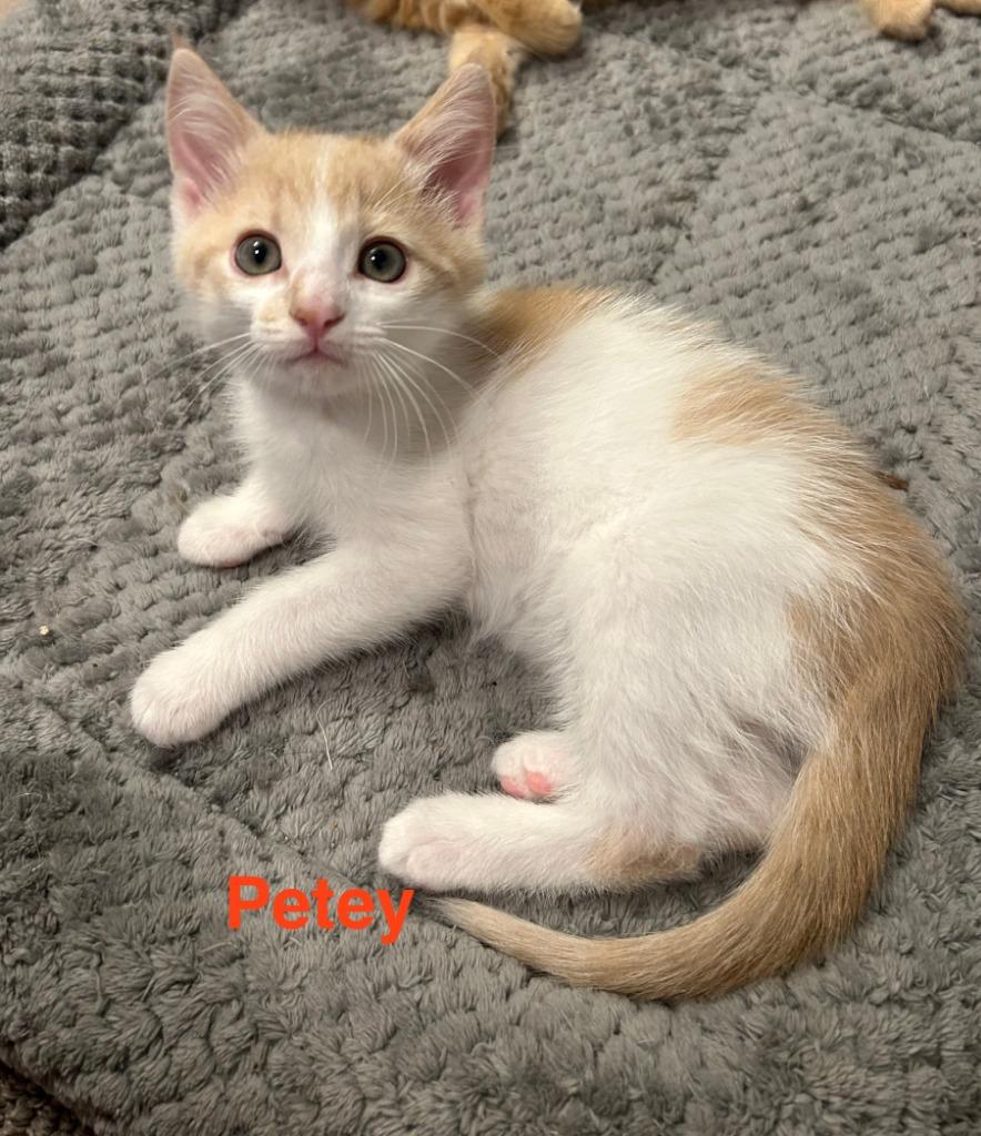 Petey, Adopted, Young Male Domestic Short Hair.