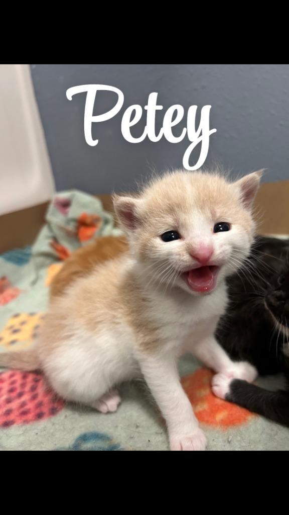 Petey, a Adopted mixed breed in Owatonna, MN image 2/4